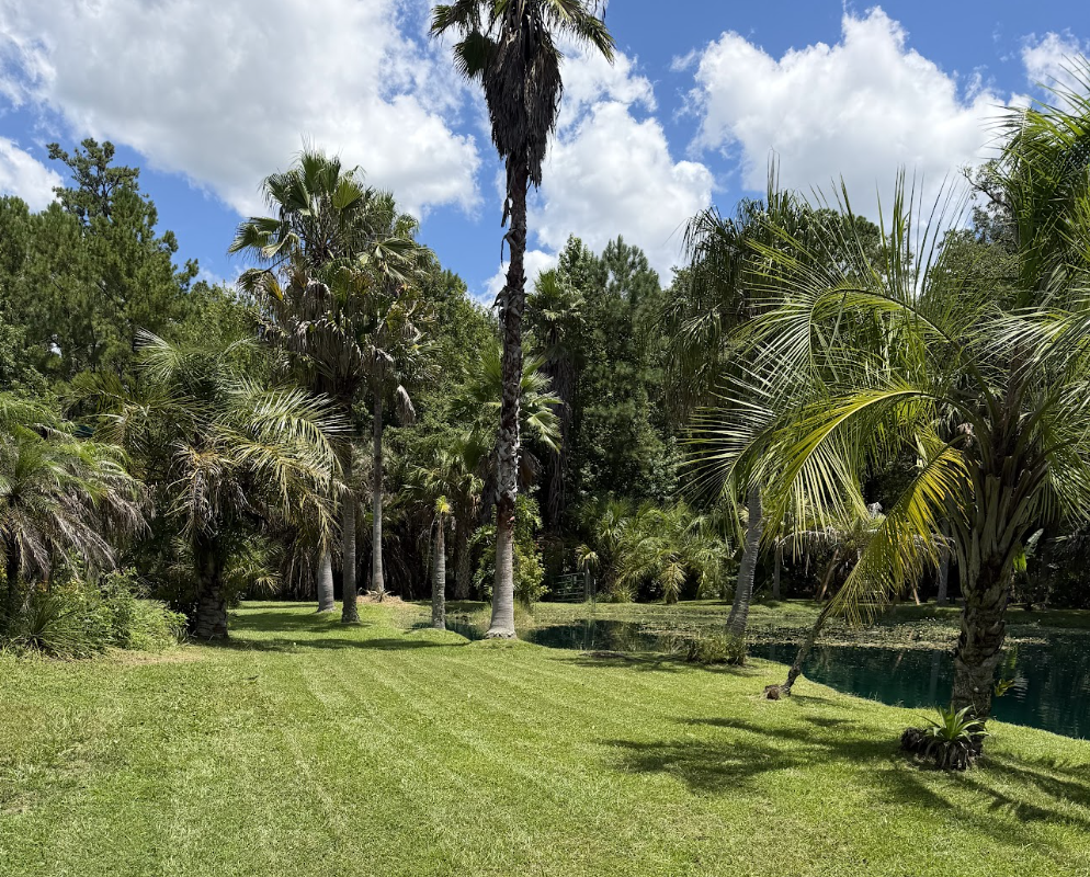 A lush Florida property with palm trees, green lawn, and a pond in St. Augustine
