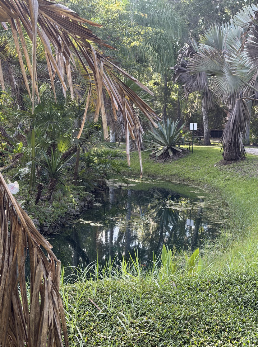 Lush tropical pond surrounded by palms and native Florida landscaping